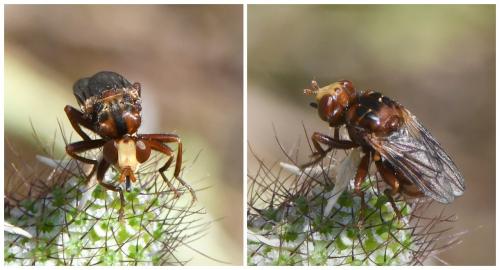 Réf. 233 362 : Sicus sp.